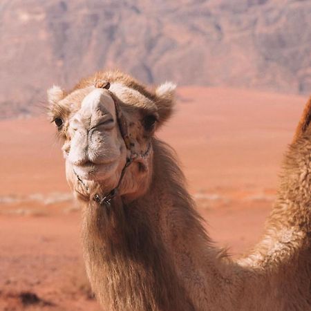 Hidden Wadi Rum Camp Exterior foto